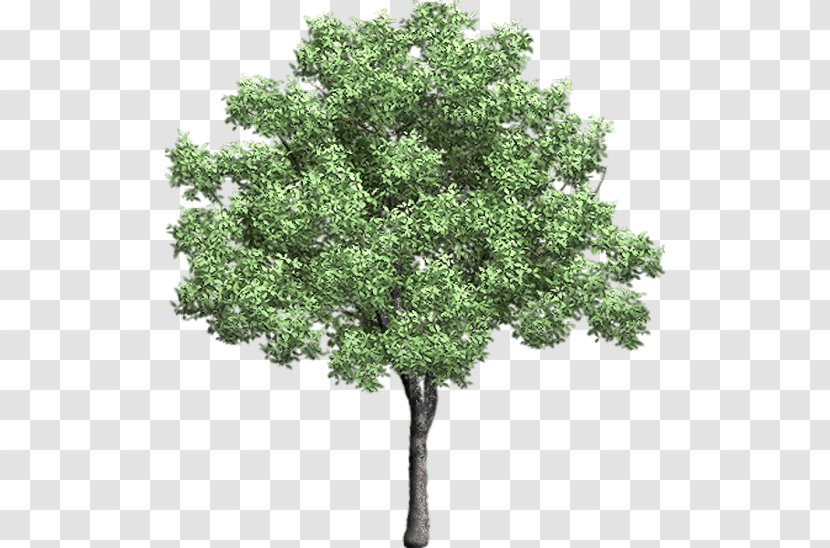 Tree Clip Art - Woody Plant - Arboles Transparent PNG