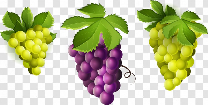 Wine Common Grape Vine Seedless Fruit Clip Art - Food Transparent PNG