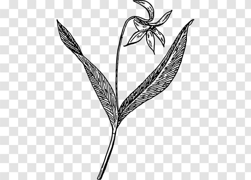 Violet Drawing Erythronium Dens-canis Clip Art - Leaf - Traceability Cliparts Transparent PNG
