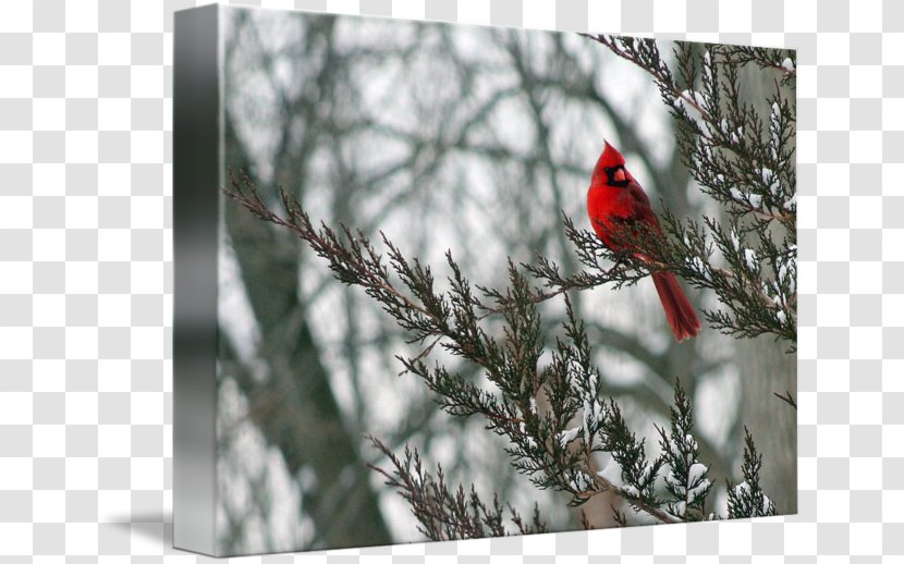 Northern Cardinal Winter Imagekind Art Snow - Poster Transparent PNG