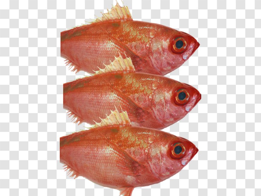 Northern Red Snapper Fish Products Oily - Animal Source Foods - Fillet Transparent PNG