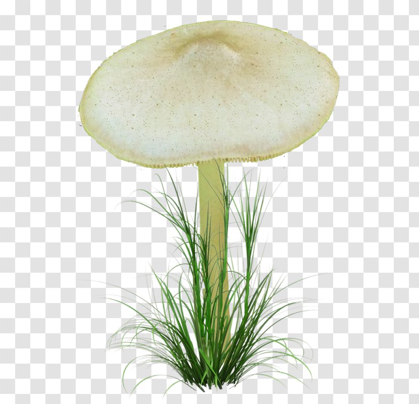 Oyster Mushroom Fungus Pleurotus Eryngii Agaricaceae Transparent PNG
