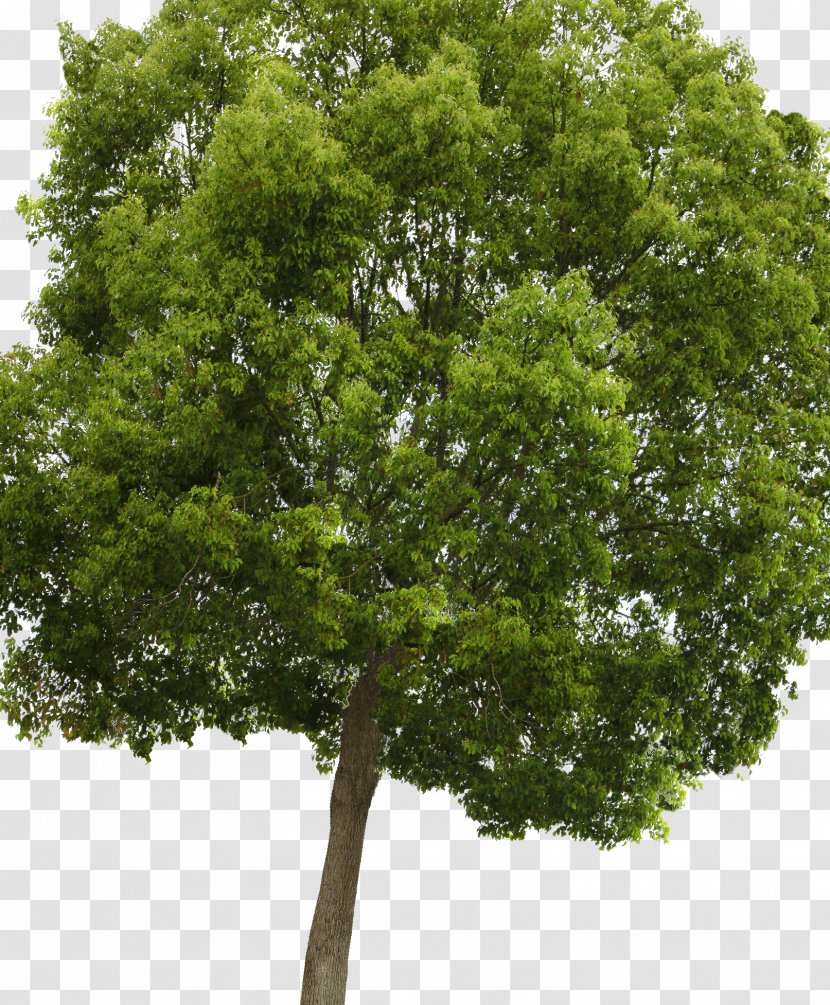 Populus Nigra Acer Campestre Tree Clip Art - Evergreen - Trees Transparent PNG