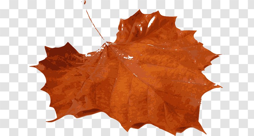 Autumn Leaf Color Maple Clip Art - Tree Transparent PNG