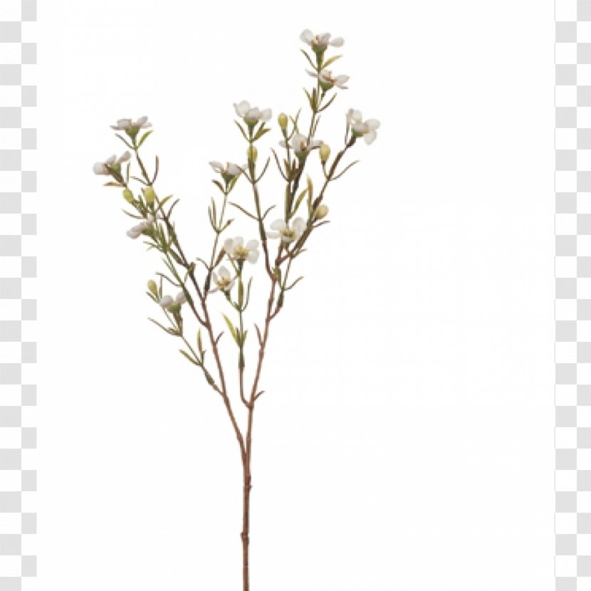 Chamelaucium Uncinatum Flower Wedding Dress White Plant Stem - Twig Transparent PNG