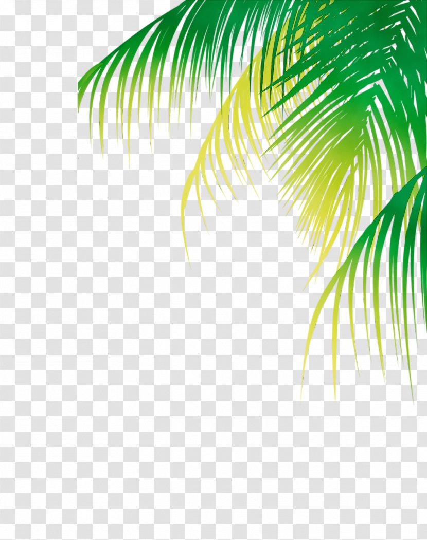 Palm Tree Background - Woody Plant - Vascular Sunlight Transparent PNG