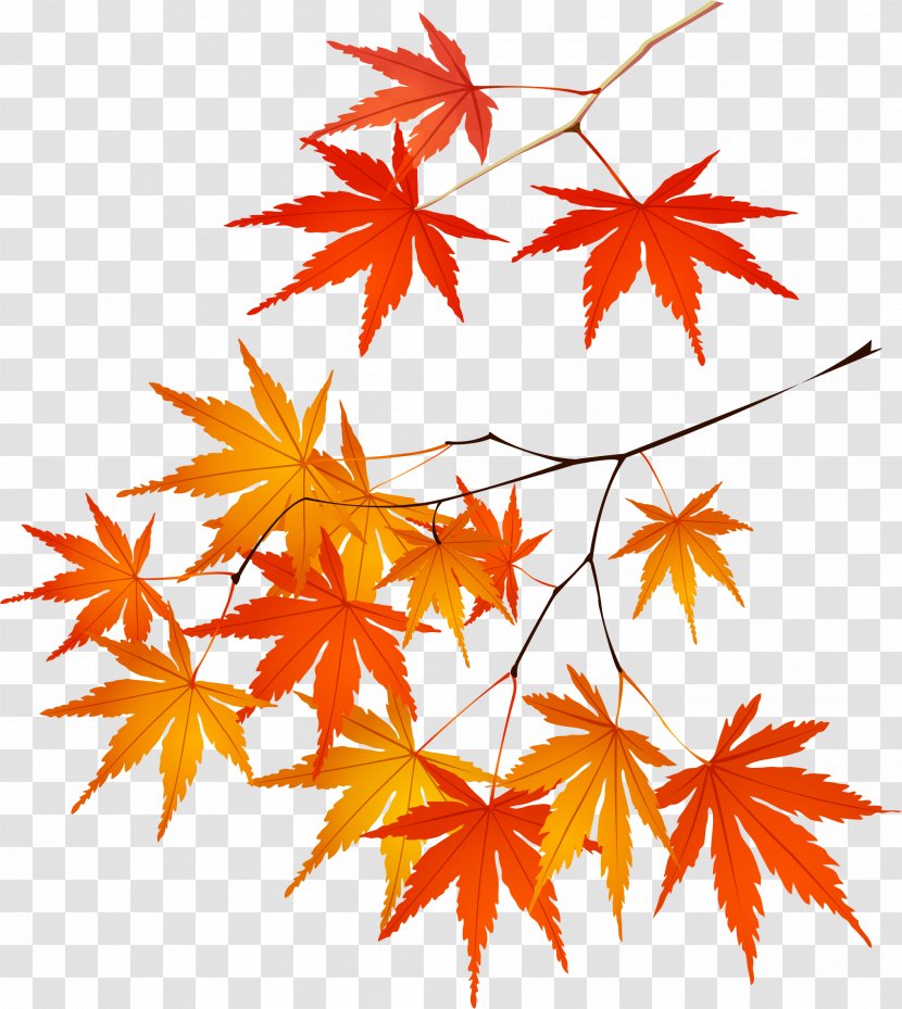 Adobe Illustrator Maple Leaf Euclidean Vector - Autumn Transparent PNG
