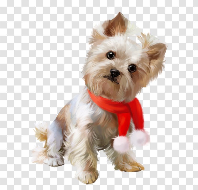 Yorkshire Terrier Cairn Morkie Puppy Maltese Dog - Shih Tzu Transparent PNG