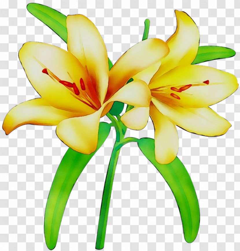 Floristry Cut Flowers Yellow Plant Stem Petal - Botany Transparent PNG