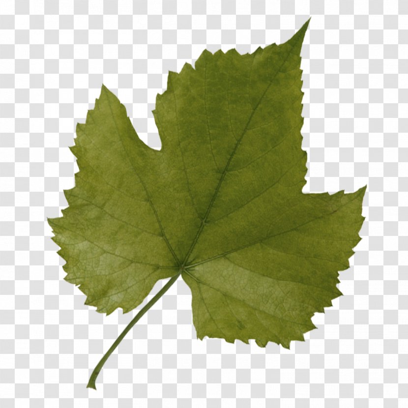 Grape Leaves Grapevines Leaf Plane Trees - Salix Alba Transparent PNG