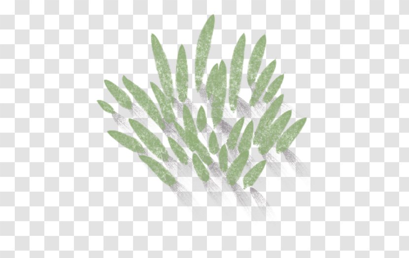 Leaf Plant Stem - Tree Transparent PNG