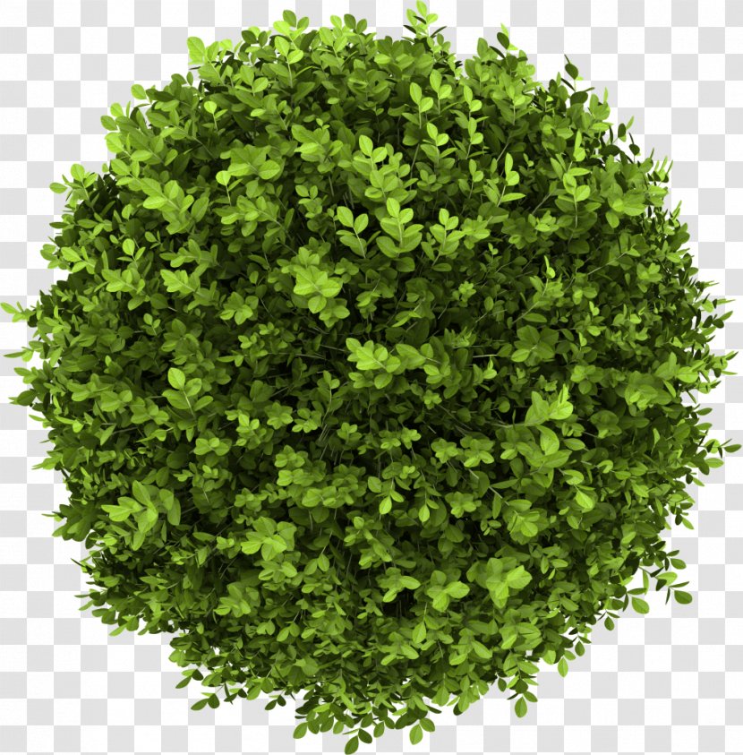 Shrub Stock Photography Royalty-free Buxus Sempervirens Tree Transparent PNG
