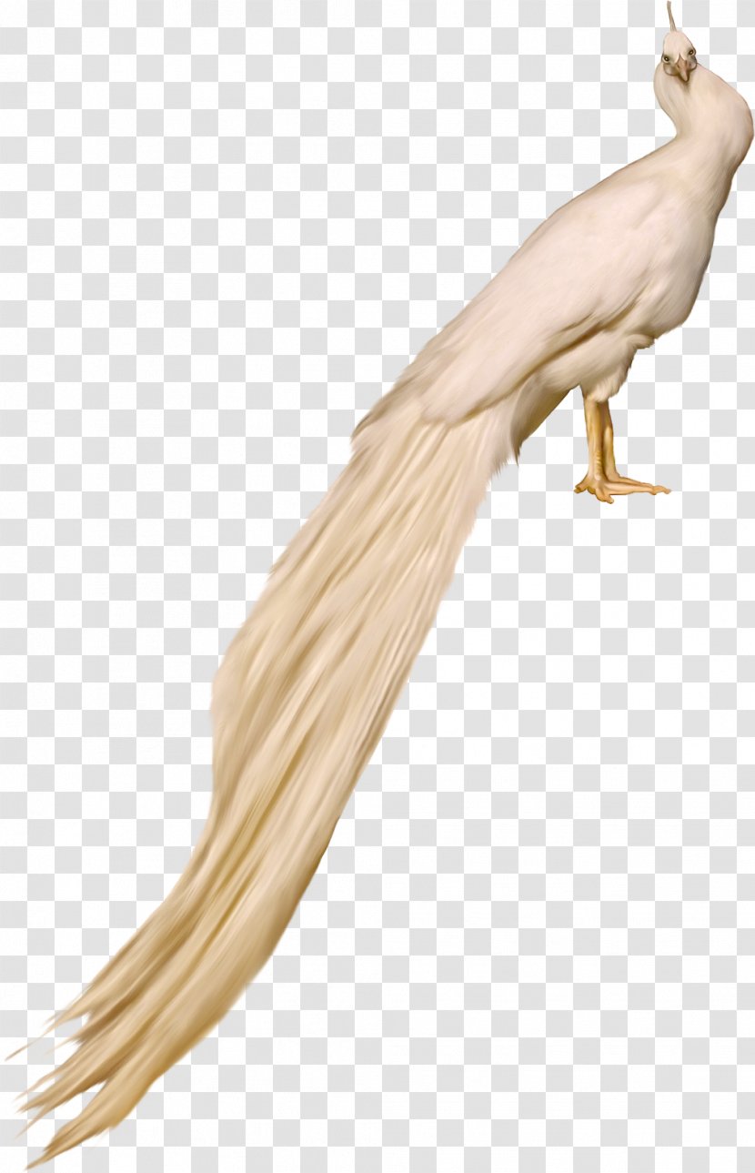 Bird Feather Pavo Rock Dove - Peacock Transparent PNG