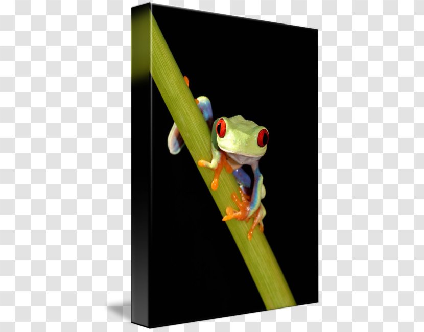 Tree Frog Paper Post Cards Red Amphibian - Costa Rica - Red-eyed Transparent PNG