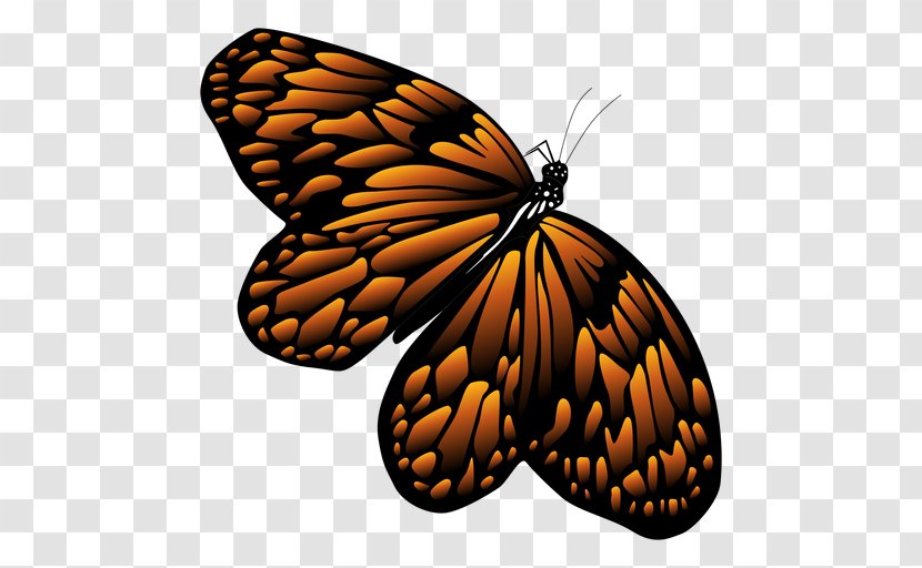 Monarch Butterfly Stock Illustration Drawing Transparent PNG