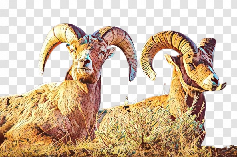 Sheep Argali Goat Fauna Terrestrial Animal - Barbary - Goatantelope Transparent PNG