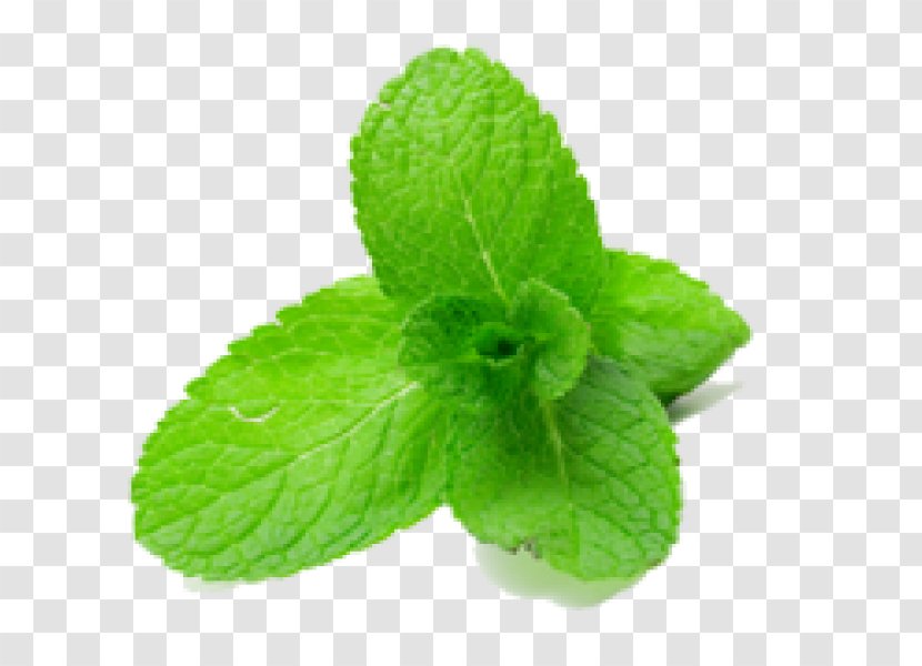 Peppermint Flavor Herb Mentha Spicata - Health - Mint Transparent PNG