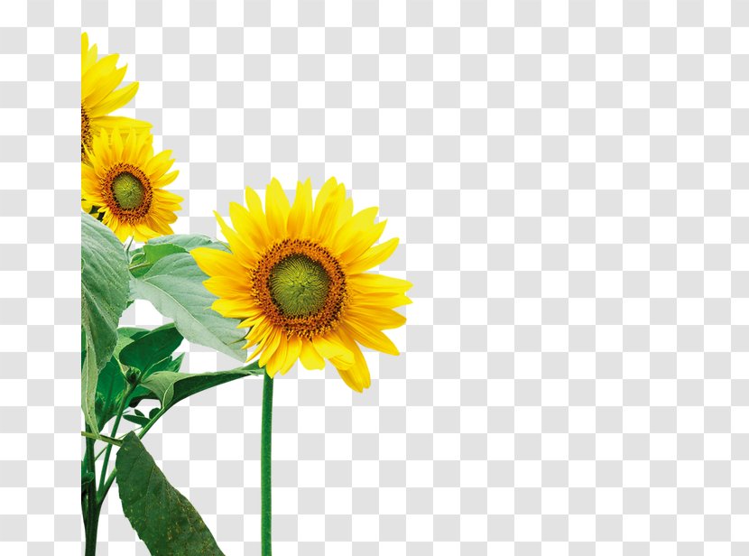 Common Sunflower Yellow - Floral Elements Transparent PNG