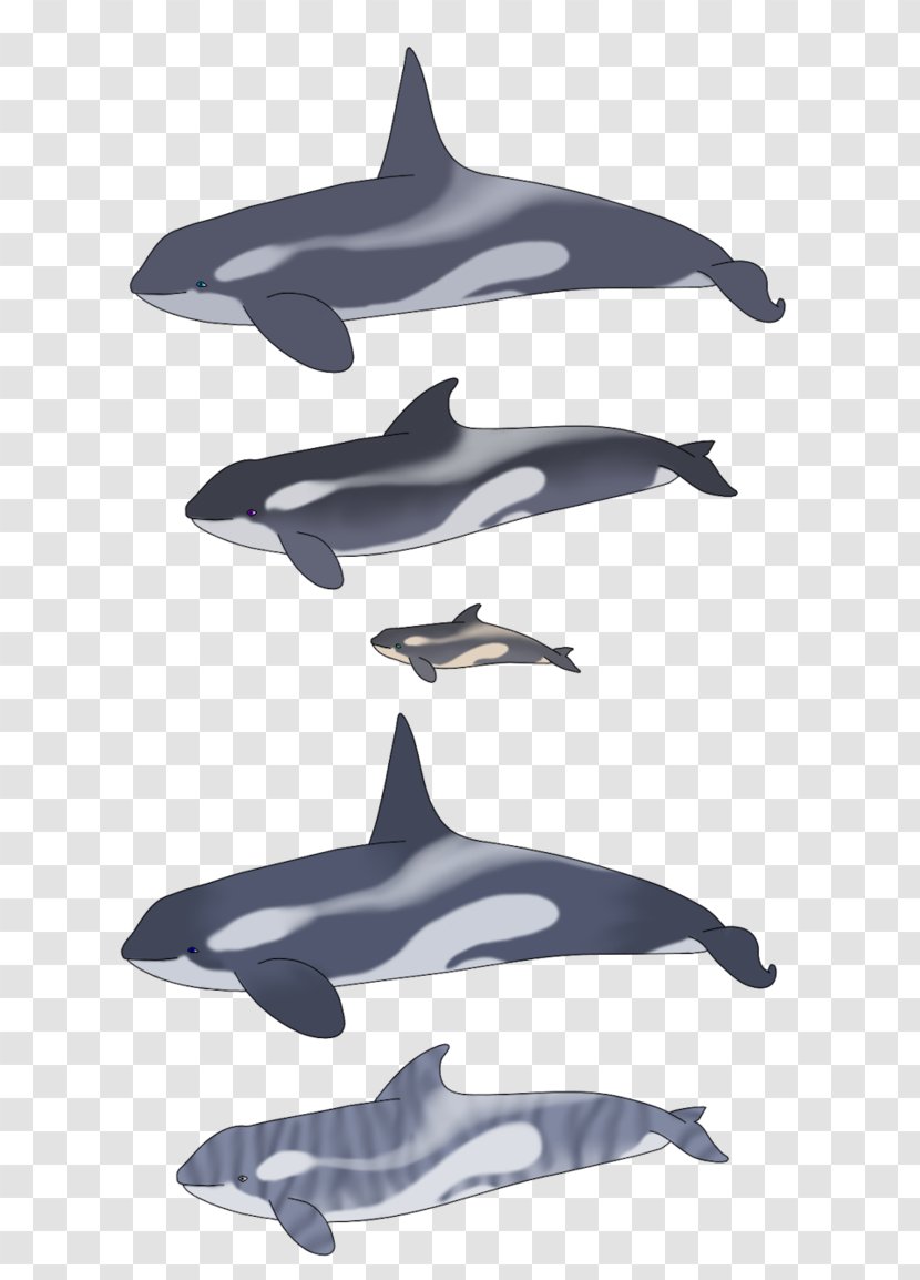 Common Bottlenose Dolphin Tucuxi Rough-toothed Striped Short-beaked - Marine Mammal - Killer Whale Transparent PNG