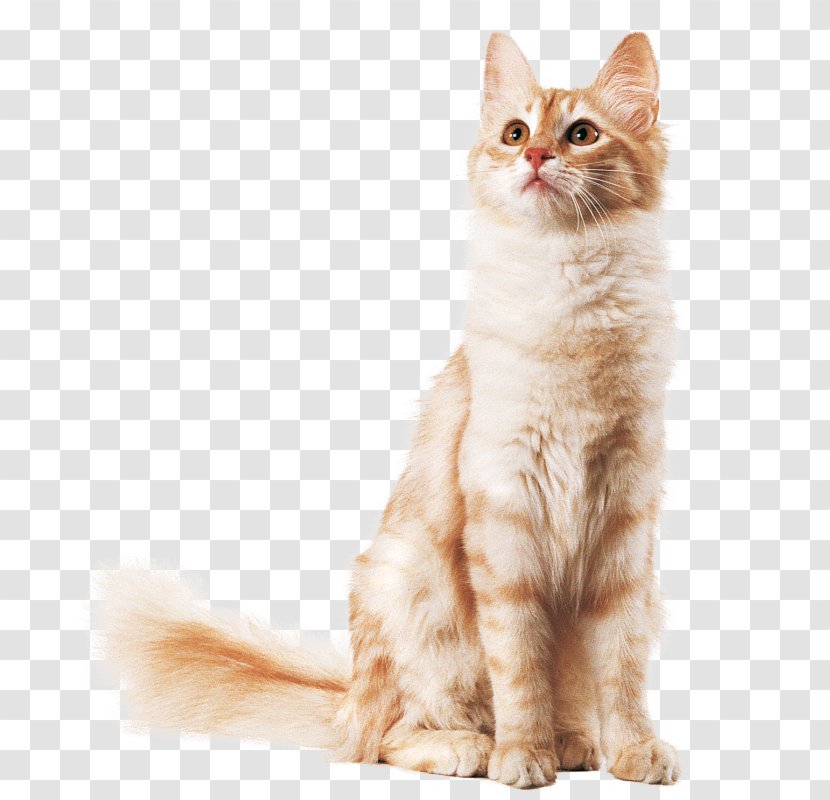 Whiskers Balinese Cat Javanese Kurilian Bobtail Maine Coon - Domestic Long Haired - Aegean Transparent PNG