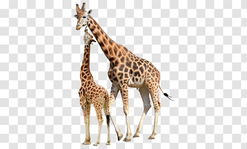 Reticulated Giraffe Stock Photography Baby Giraffes Northern Image - Transparent Transparent PNG