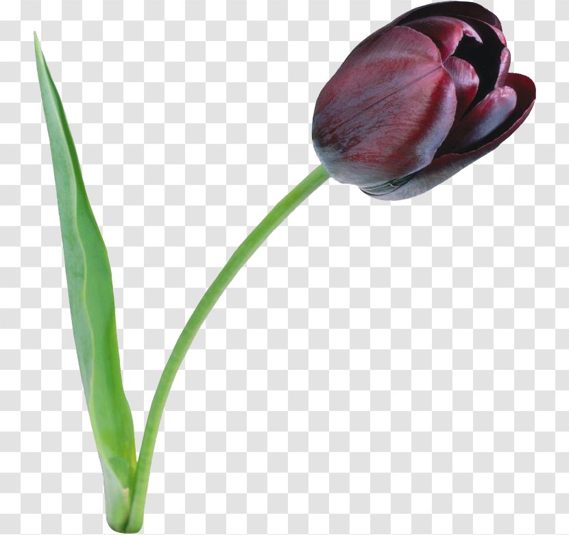 Tulip Clip Art - Black - File Transparent PNG