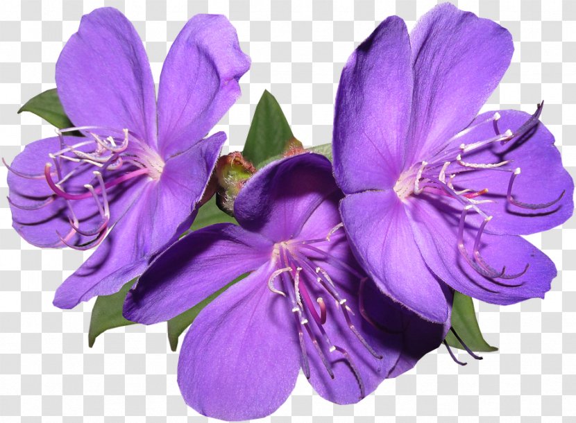 Purple Flower Violet Petal Plant - Flowering - Melastome Family Bellflower Transparent PNG