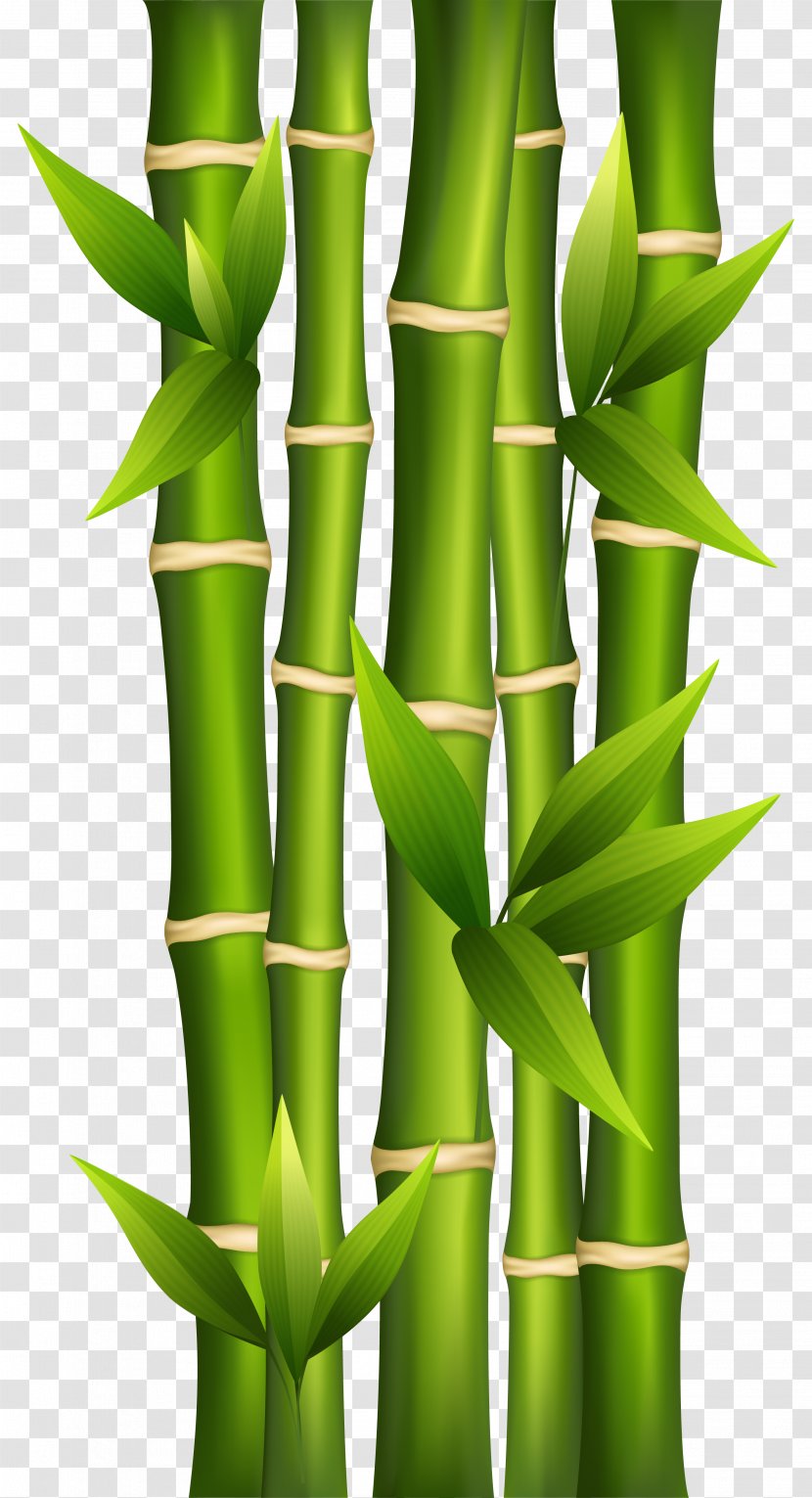 Bamboo Shoot Plant Stem Clip Art - Royaltyfree - Background Cliparts Transparent PNG