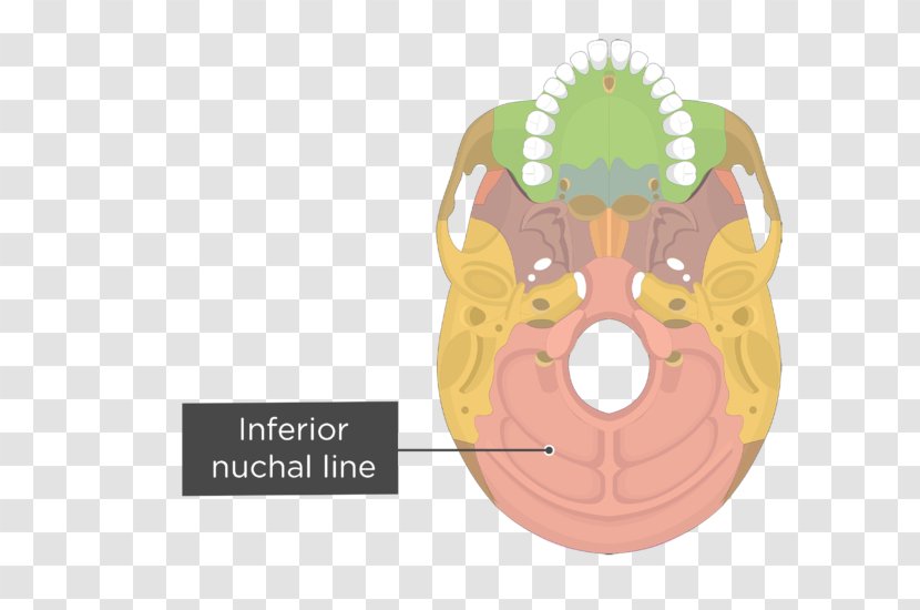 Vomer Palatine Bone Occipital Anatomy - Nasal - Skull Transparent PNG