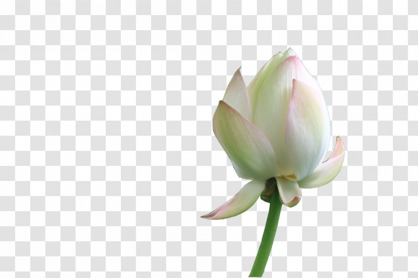 Petal Nelumbo Nucifera Flower - Plant Stem - One To Be Opened Lotus Transparent PNG
