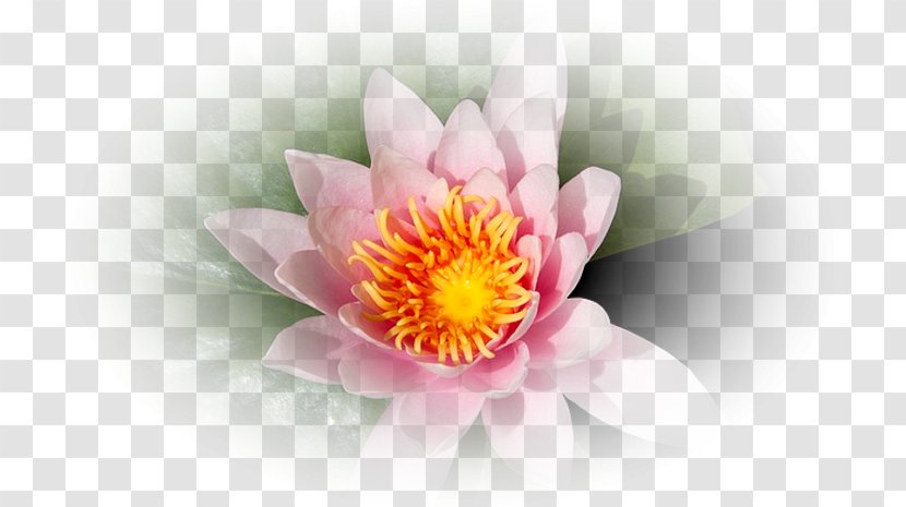 Corel Flower Petal Clip Art - Plant Transparent PNG