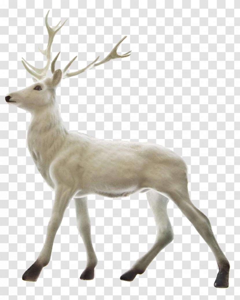 Rudolph Reindeer Santa Claus Christmas - Pxe8re Davids Deer - A White Transparent PNG