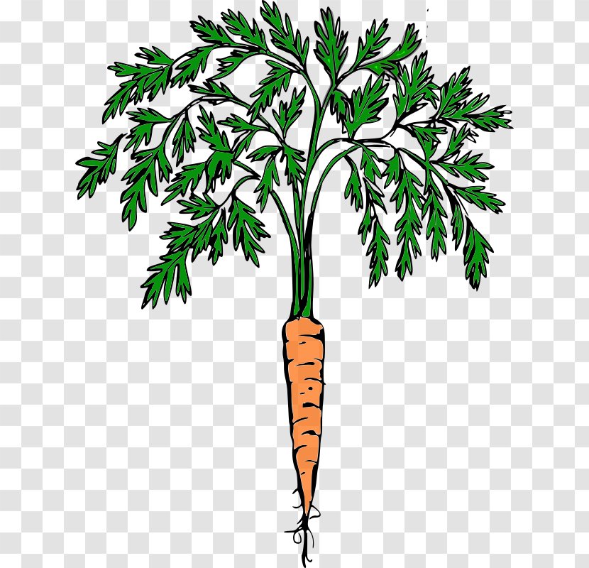 Carrot Cash Crop Food Clip Art Transparent PNG