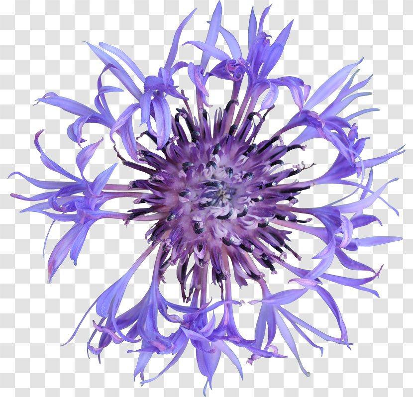 Cornflower Wildflower Common Poppy Petal - Flower Transparent PNG