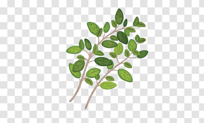 Garden Thyme Herb Parsley Leaf - Plant Transparent PNG