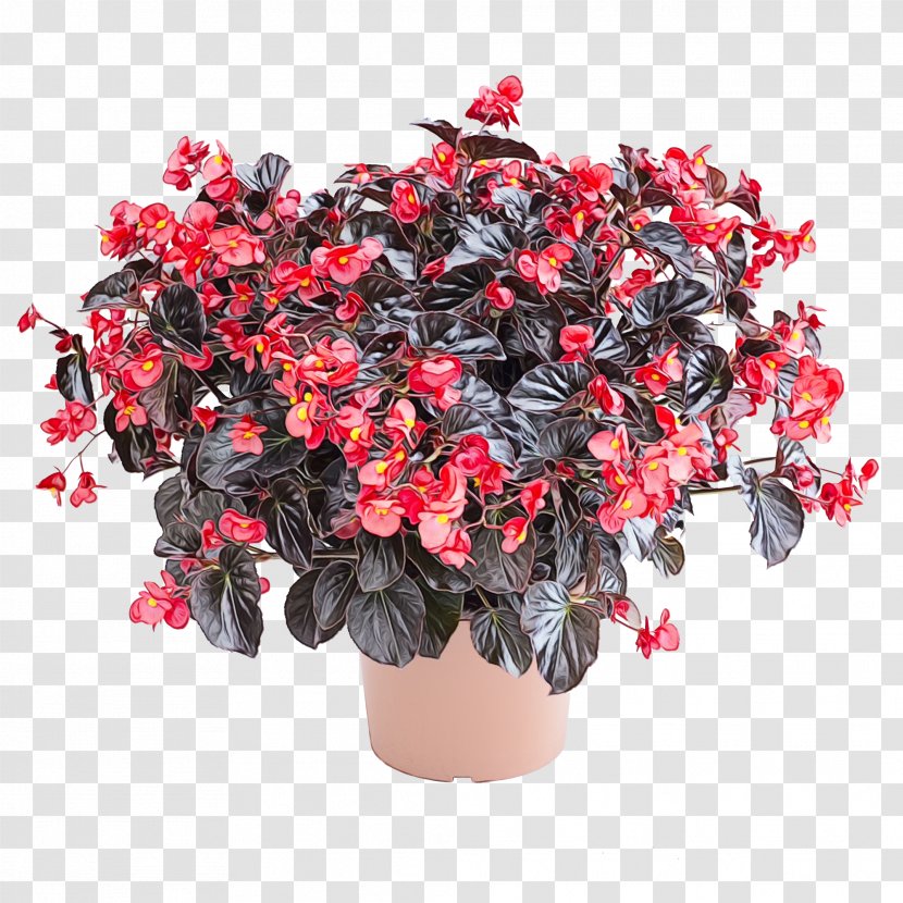Red Watercolor Flowers - Allamerica Selections - Geranium Begonia Family Transparent PNG