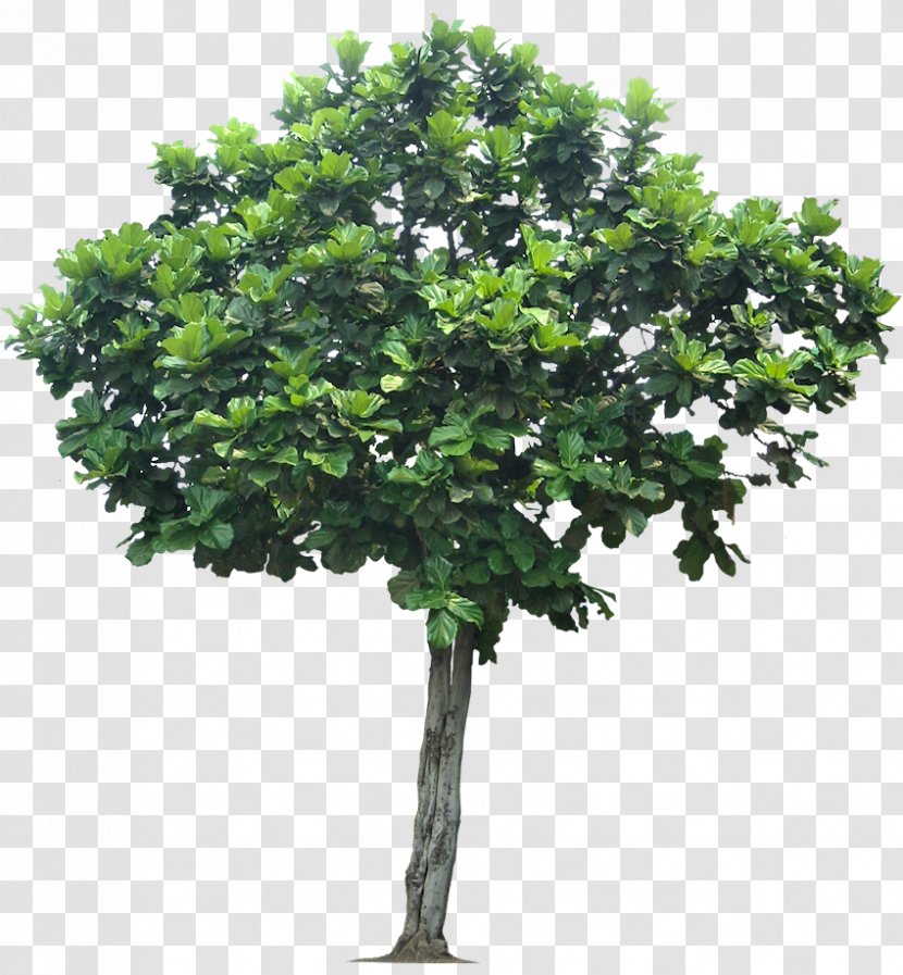 Fiddle-leaf Fig Weeping - Plant - Jungle Tree Transparent Transparent PNG