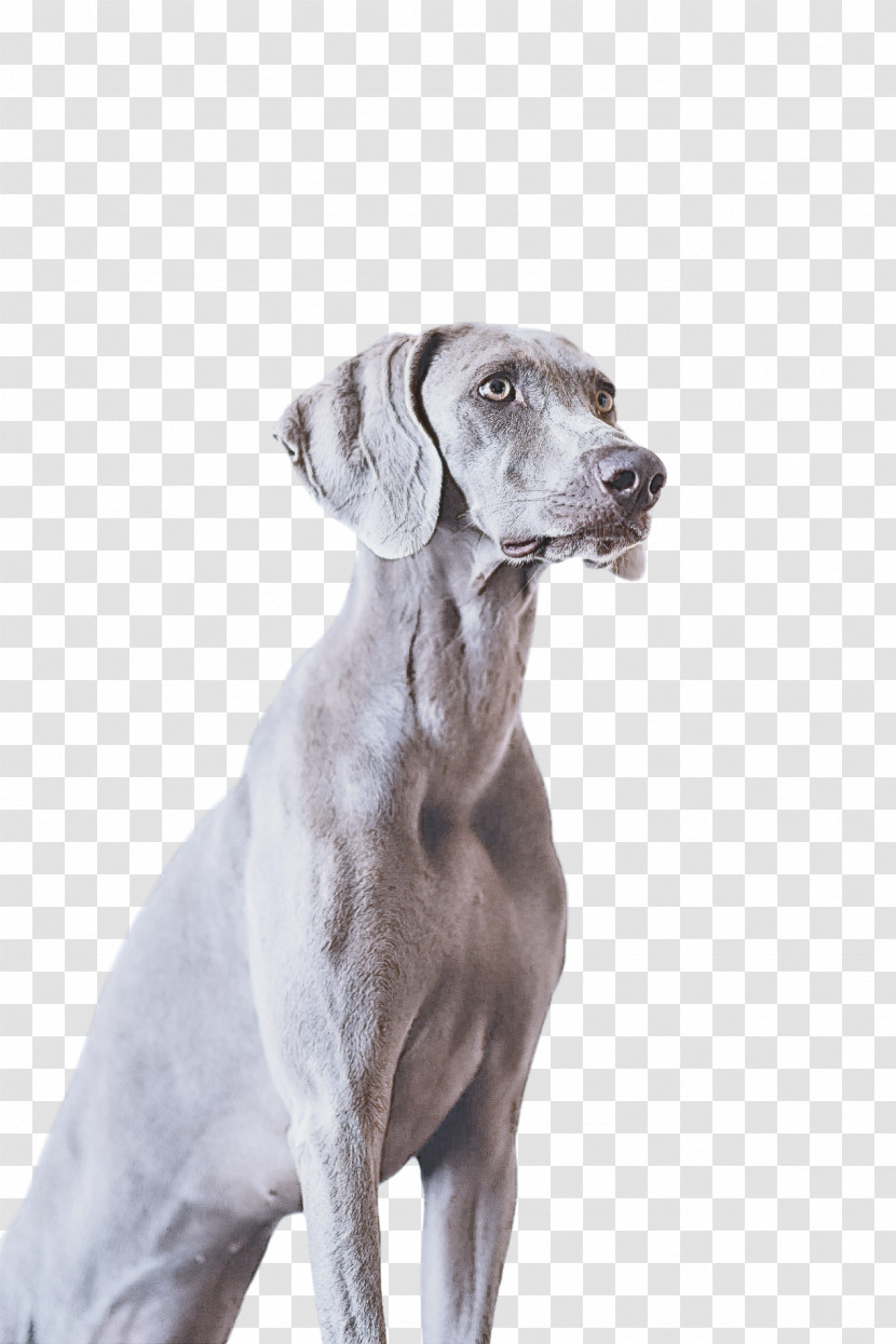 Dog Weimaraner Sporting Group Great Dane Pointing Breed Transparent PNG