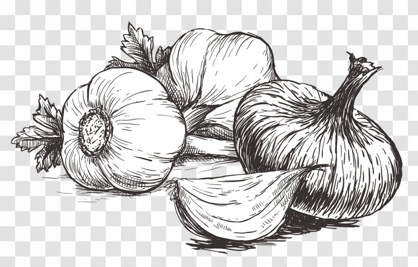Illustration Vector Graphics Drawing IStock Garlic - Artwork Transparent PNG
