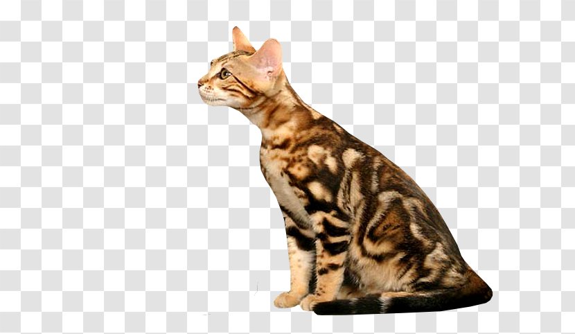 Bengal Cat California Spangled Malayan Sokoke American Shorthair - European Transparent PNG