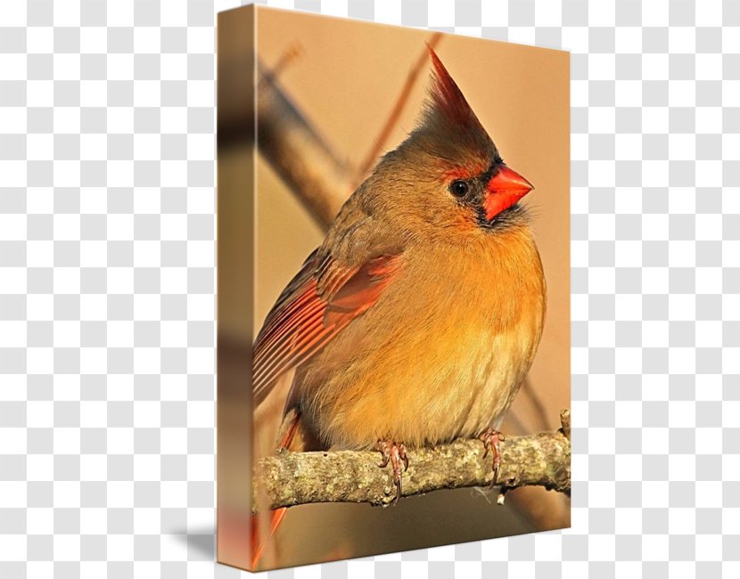 Northern Cardinal Finches Gallery Wrap American Sparrows Transparent PNG