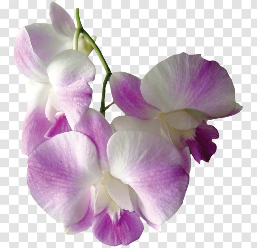 Moth Orchids Flower Clip Art - Viola Transparent PNG
