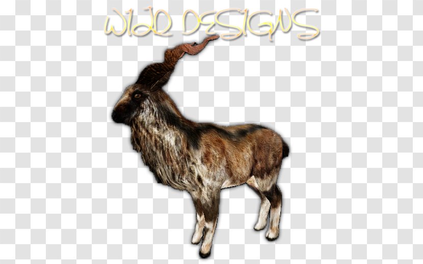 Cattle Reindeer Goat Horn Fauna Transparent PNG