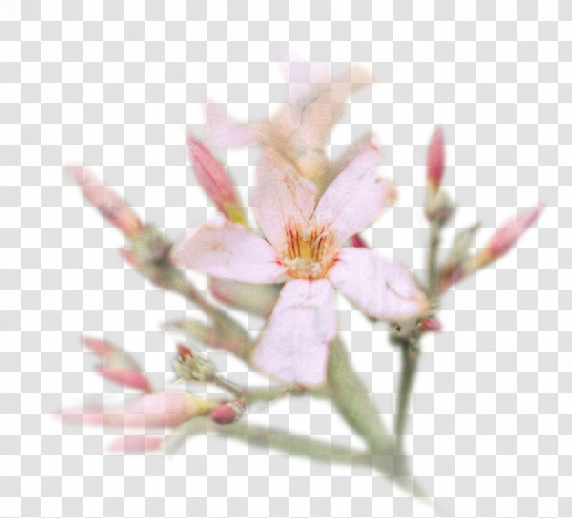 Cherry Blossom Flower Petal Spring - Branch - Color Spray Transparent PNG