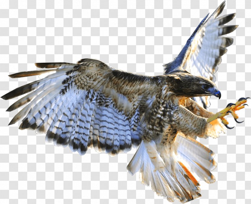 Hawk Azerbaijan Buzzard Eagle Falconry Transparent PNG