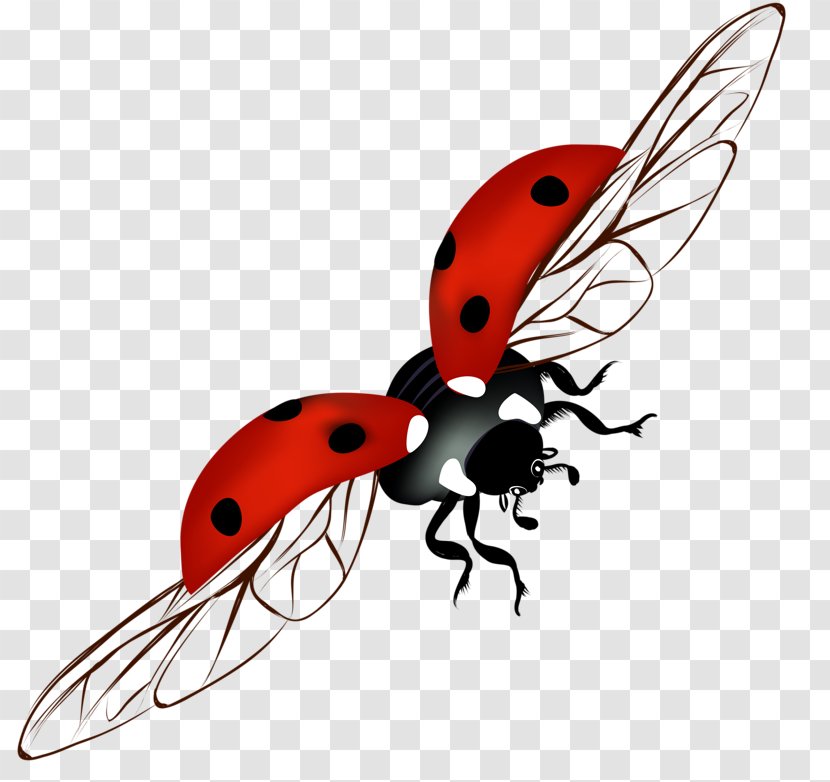 Ladybird Clip Art - Membrane Winged Insect - Ladybug Transparent PNG