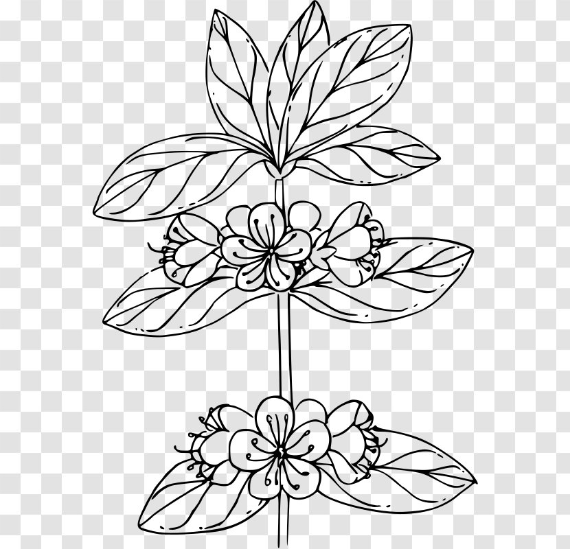 Floral Design Cut Flowers Branch Plant Stem Leaf - Monochrome Photography - Petal Transparent PNG