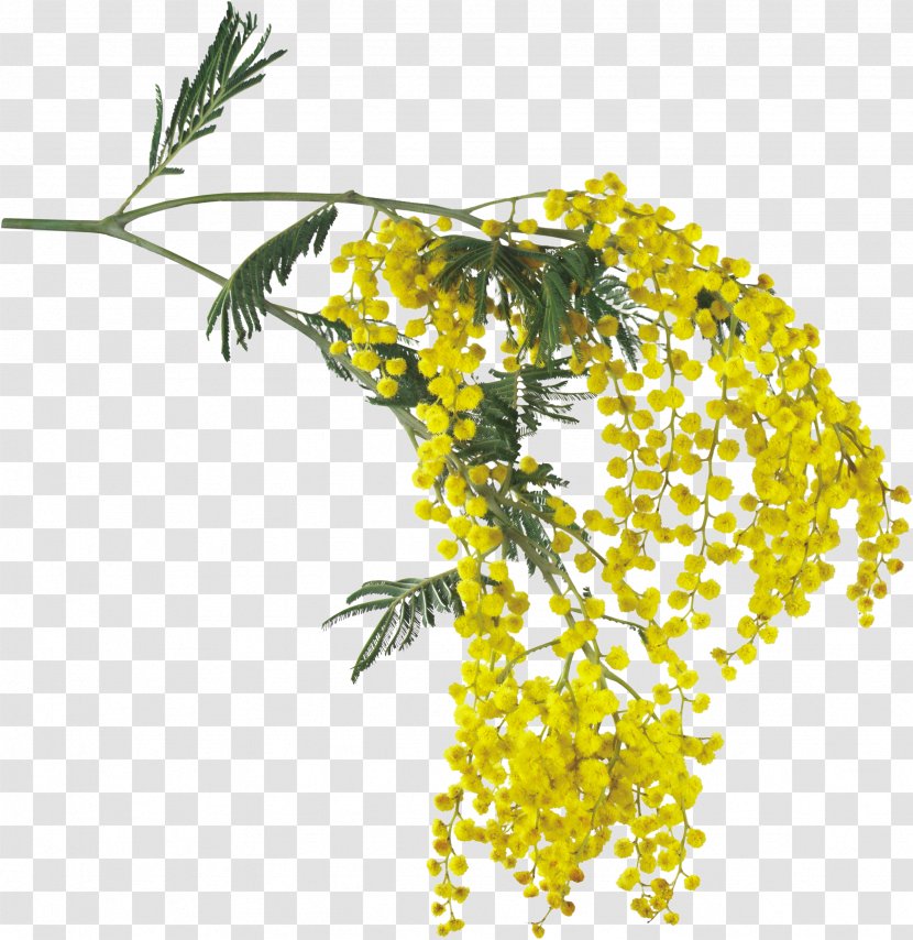Acacia Dealbata Flower Daffodil - Skunk Transparent PNG