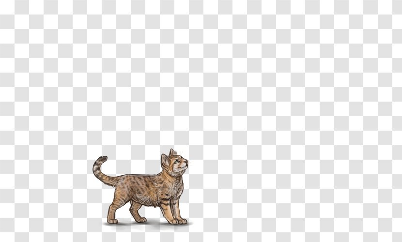 Cat Tiger Lion Terrestrial Animal Wildlife - Big Cats - Female Transparent PNG