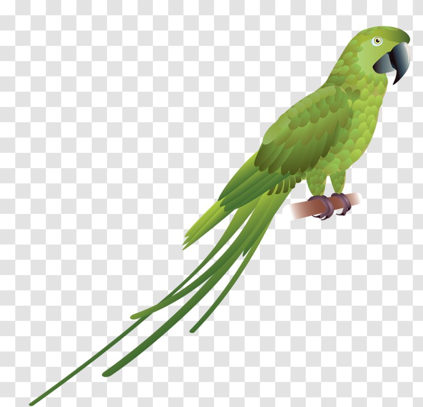 Parrot Red-and-green Macaw Bird Scarlet Blue-and-yellow - Stock Photography - Long Tail Transparent PNG